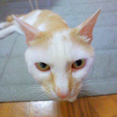 おはにゃ！ #cat #catgram #catlovers #catstagram #catstocker #instacat #catsofinstagram #bns_cats #cat_fea