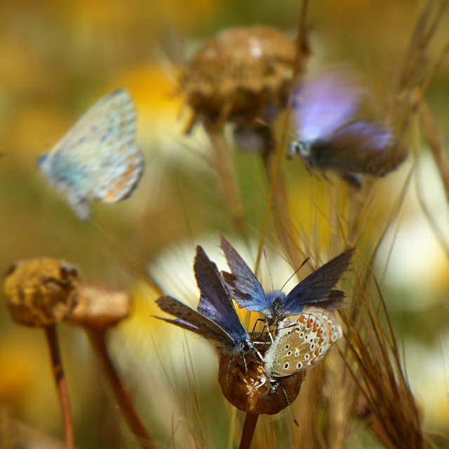 Los sueños de la primavera en el Atlántico…, mariposas, flores, su conjunción, sus revoloteos, color, vida… en la #ReservaBiosfera de #Lanzarote.
#Lanzaroteesbiodiversidad #canaryislands #Canarias #Canariasgram #latitudDeVida #biodiversidad...