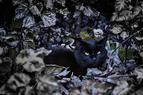 twofingersmedia: Both of our cats like to hide in the undergrowth.