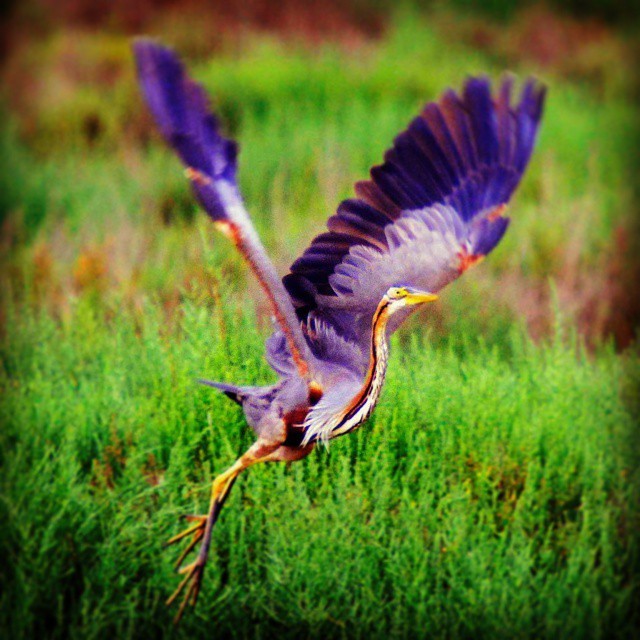 roberbillymozz:  Garza Purpura o Garza Real, el Fénix Egipcio (Bennu) #garza #fenix