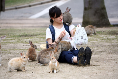 horny-high-love:  horny-high-love:  intoxicatingtouches:  zenaxaria:  lost-and-found-box:  There’s a small island in Japan called Okunoshima with thousands of adorable rabbits! All photos from the (more informative) Telegraph gallery.  are you fucking