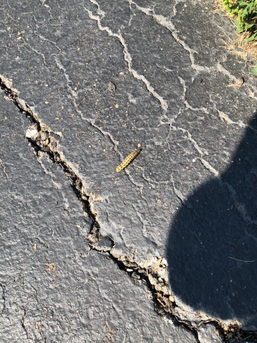 Content/trigger Wanting To Anyone With Phobia Of Spiders Or Bugs But Look At What I Found On My Walk