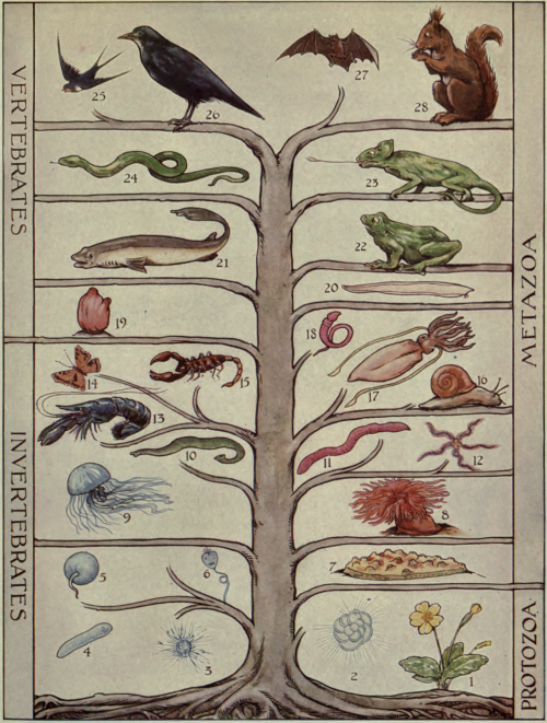 nemfrog:Tree of life. The outline of science. v.2. 1922.Internet Archive