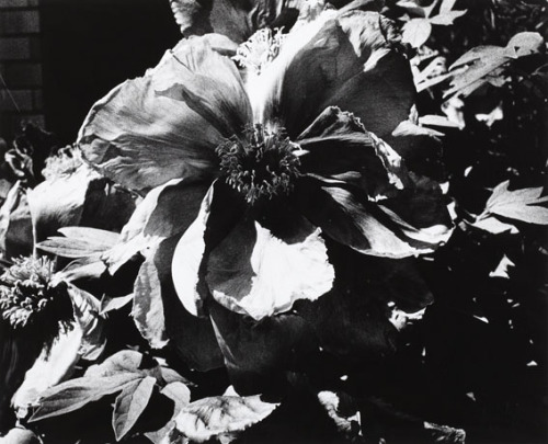 zzzze:Daido Moriyama, “Light and Shadow 1 (Flower), 1981