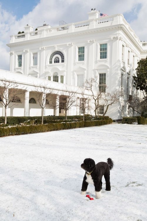 barackobama:  Photo of the day: Bo in the snow.