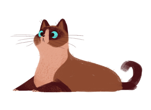 Daily Cat Drawings — 302: Angry Snowshoe This drawing tried very