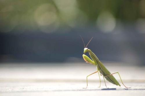 Praying mantis