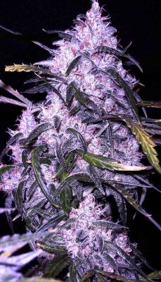 Dank Purps