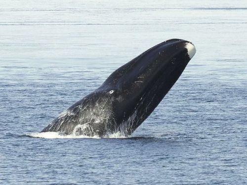 Listen to the sweet tunes of the jazz singers of the deep. Humpback whales are known for their compl