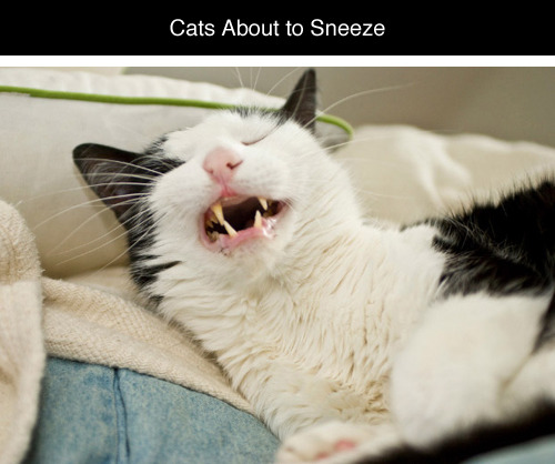 tastefullyoffensive:  Cats About to Sneeze [ferchenko]Previously: Cats Taking Selfies