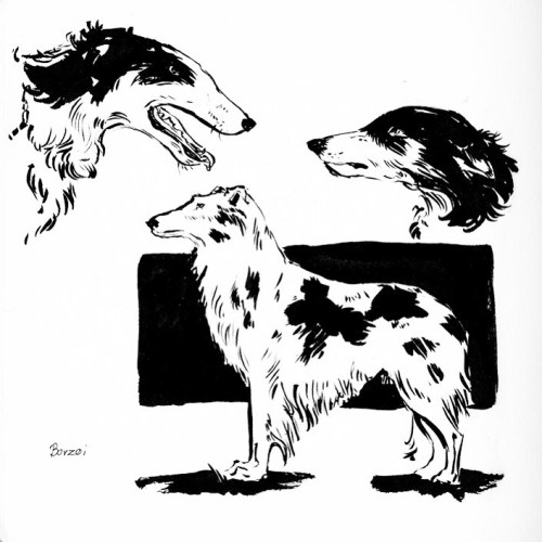 Woof #inktober #inktober2021 #borzoi #dog #freehand #petportrait #art #illustration #sketch #drawing