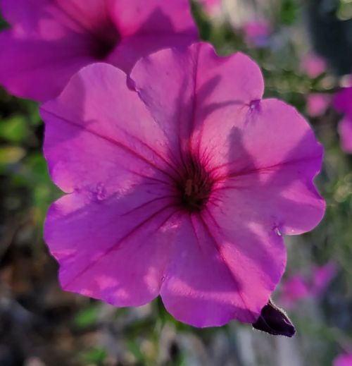 “Pettiness is NOT derived from the word Petunia,” declared Miss Petra, the Pink. “