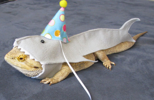 thefashionboutique:Birthday Shark Costume for Bearded Dragons //PamperedBeardies