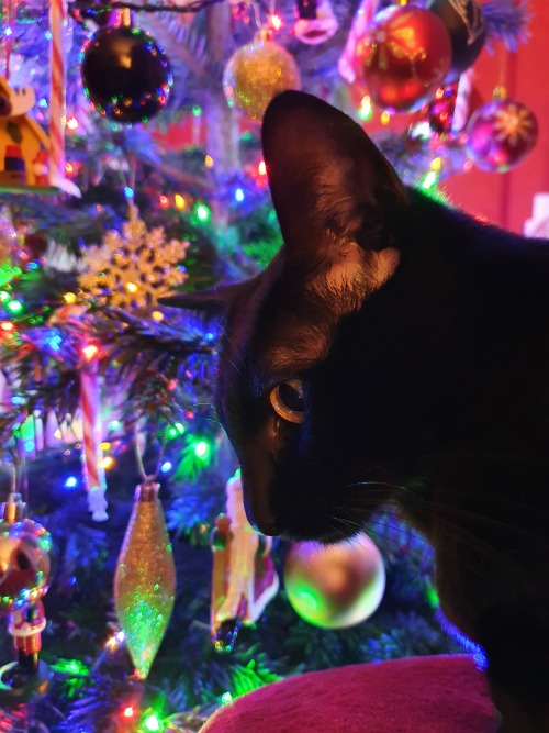 fearthespork: Merry Christmas and Happy Holidays from myself and Luna!