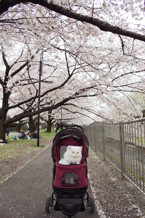 Madame Bissonnette with the sakuras of Wadabori koen