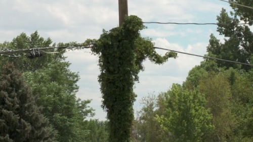 milkeyhoney:Kudzu vines resembling Christ’s crucifiction