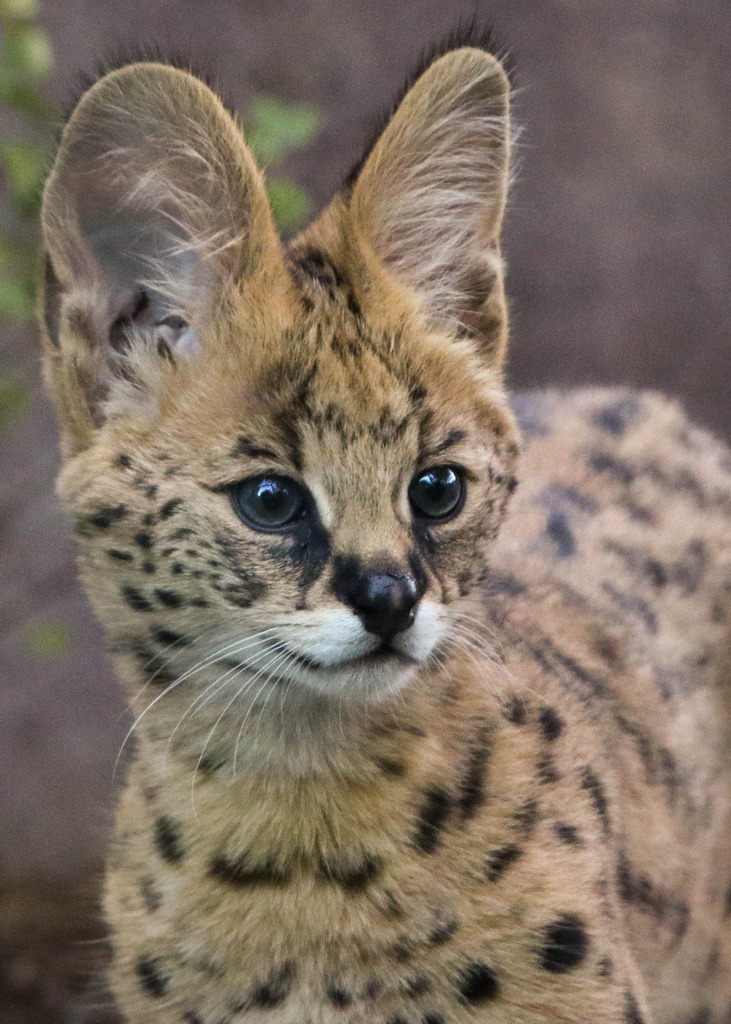 sdzoo:  Kamari the serval kitten serves up the cute.Photos by Penny Hyde