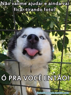doisolhosazuis:  Fido, o cachorro mal educado que mostra a língua!