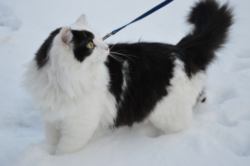 karasratworld: Muenster was super interested in the snow so we took him out for a few minutes so he 