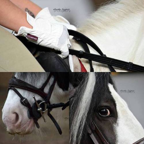 Yesterday I did a shoot of a beautiful Irish Cob mare named Dallas. Here are some shots: #irishcob #