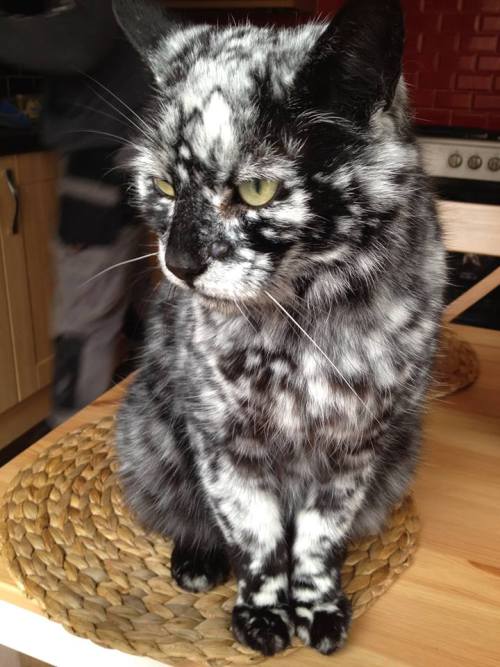 catsbeaversandducks:Meet Scrappy, Who Started Life Pure BlackScrappy was born in 1998 as a black cat