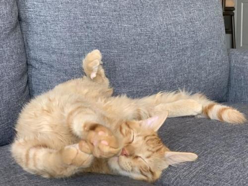 cutecatpics:His favorite sleeping position Source: Lazzy-Larry on catpictures.