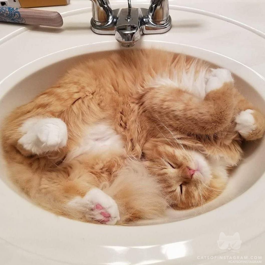 catsofinstagram:  From @emilyyhendrickson: “Cat naps😉” #catsofinstagram [source: