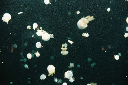 lesyeuxchats:  © Jane Woolf  Jellyfishs,