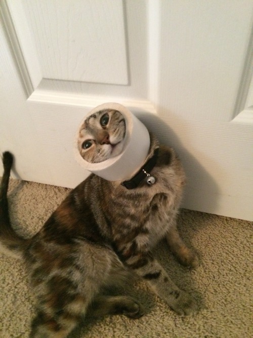 unimpressedcats:My cat Boo thought it was fun to play with a roll of duct tape. This is what happene