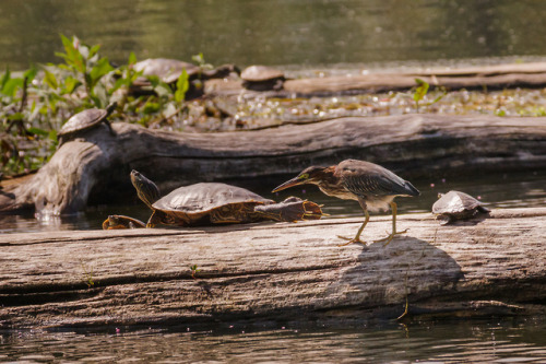 Green Heron with turtlesPresque Isle State Park, Pennsylvania, USA