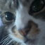 suttiebear23