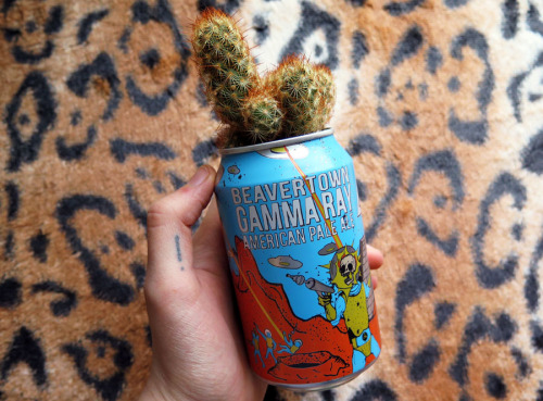 bloiing:For secret santa at work I planted a cactus in a Gamma Ray can. I wanted to keep it. 