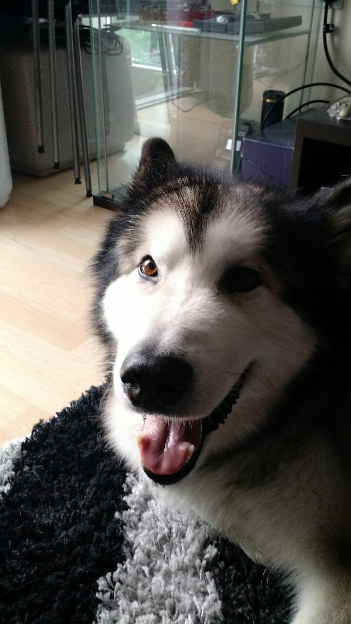 legoshoes:  My friends look after dogs and they are all beautiful! 