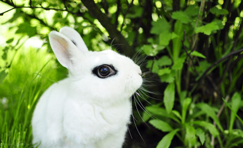 the-awesome-adventurer:devourer-of-gods:why does this cat have eyeliner wtfcat