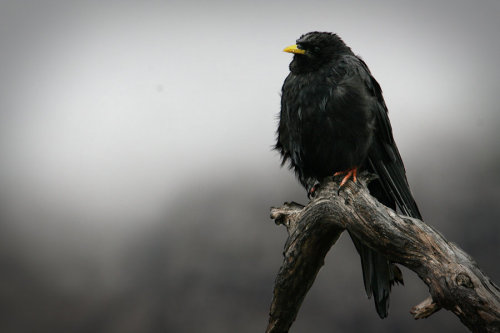 animals-animals-animals:Alpine Chough (by MisanthropicBastard)