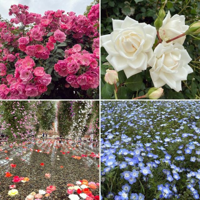 先週末、なばなの里で見かけた花々。毎度のベゴニアに加えて、バラもネモフィラも楽しめてお得でした。 https://www.instagram.com/p/CdvjM5zpTQU/?igshid=NGJjMDIxMWI= 