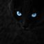 veilofmoonlight