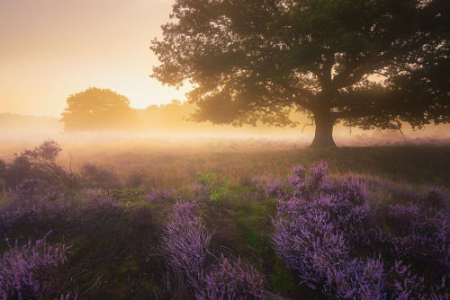 landscape-photo-graphy:A Purple Dream in August in the NetherlandsDutch photographer Albert Dros exp