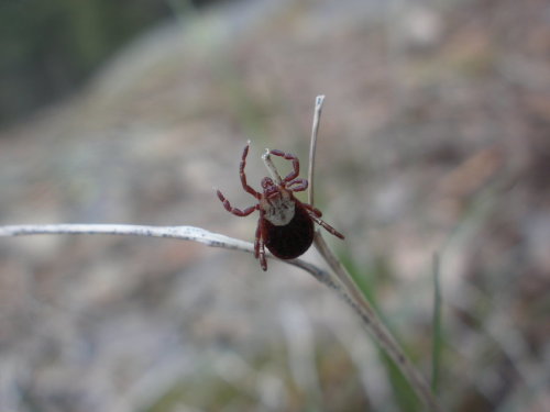 Rocky Mountain Wood Tick (Female) by TG-Rob-555