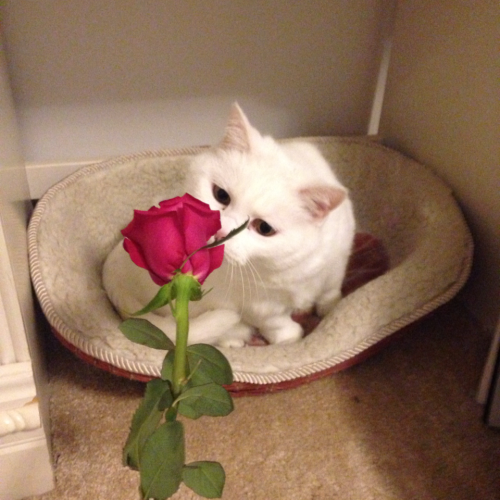 wildflowers-and-rain:my silly cat just wanted to eat the rose