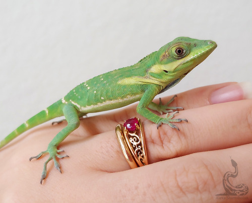 My new son… Gai. He is very, very baby, but one day he will be a giant.Anolis smallwoodi