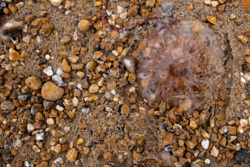 Beachcomber - weekly round up of my daily walks along the beach and findsGRD III &amp; X100