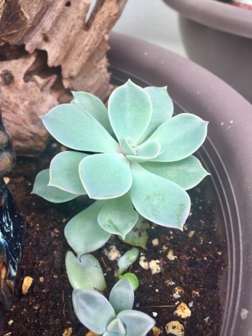 cactusandrain: Echeveria perle von nurnberg  shade vs sun-grown plants