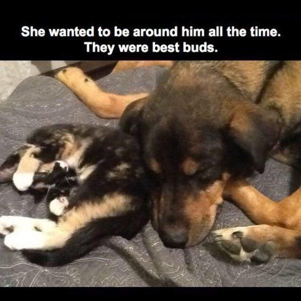 red-faced-wolf:  babyanimalgifs: this is so sad  I don’t need this before work
