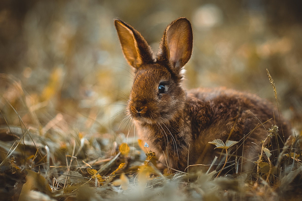 moon-sylph:     For the bunny lovers:) (via *** by Yuriy Korotun / 500px)  ☽ ⁎ ˚ * ☀