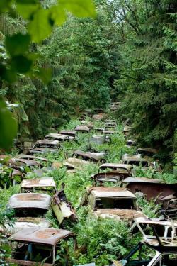 oh-for-the-love-of-wine:    Abandoned cars in the Ardennes, left by U.S. servicemen after WWII.  