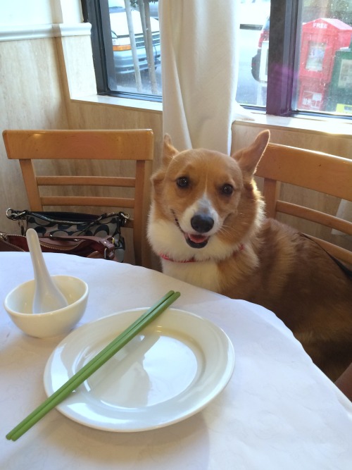 chubbythecorgi:After five seconds of waiting, he was convinced the food was never going to come so I