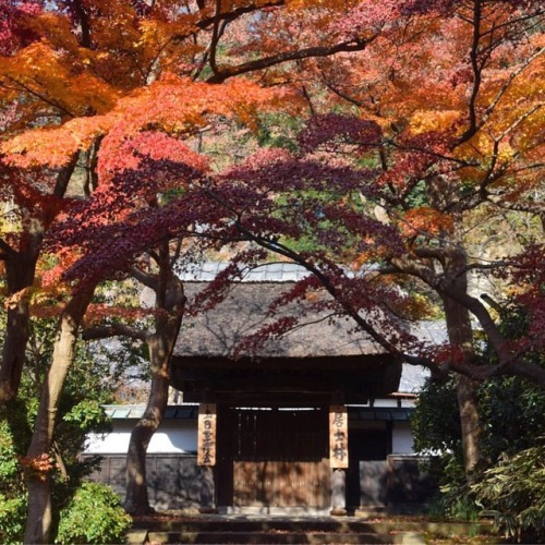 #紅葉 #秋色 #もみじ #寺 #鎌倉 #円覚寺 #神奈川 #autumnleaves #coloredleaves #momiji #engakuji #temple #kamakura #kana