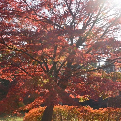 #紅葉 #もみじ #秋色 #庭園 #皇居 #皇居東御苑 #逆光 #東京 #autumnleaves #coloredleaves #momiji #garden #imperialpalace #to