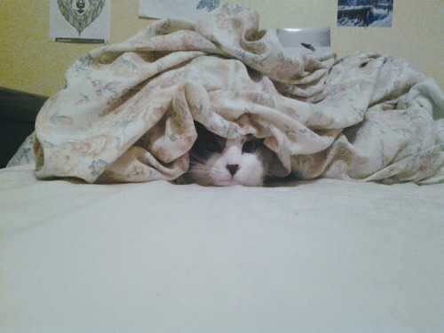 Paris hiding under the covers. (submitted by @kindnessiseternal)